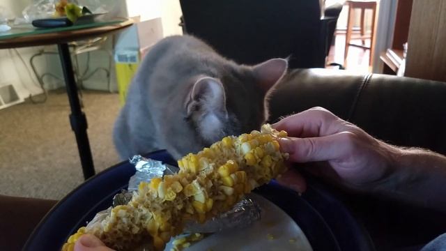 Craving Sweets: And They Say The Cats Don't Have Receptors For Sweet...