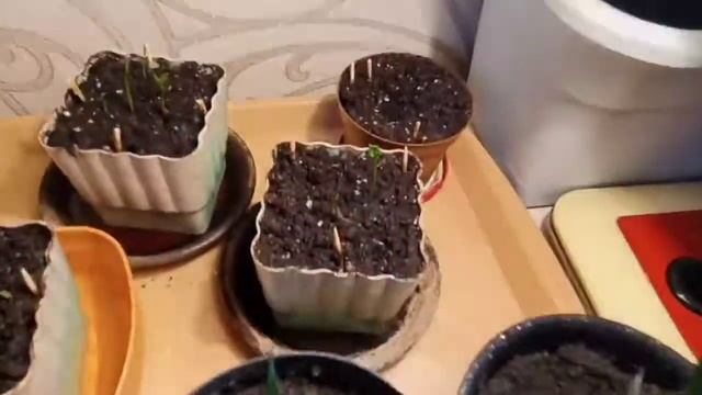 Лимон из косточки! 🍋 Первый и успешный опыт🔍 Прорастание!