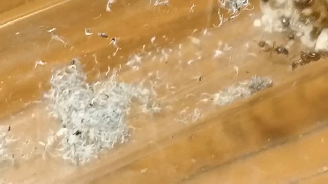 Une Nouvelle Arrivante Lasius Emarginatus