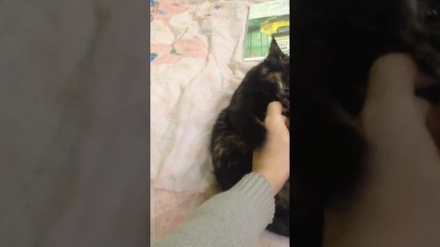 Моя бешеная кошка Буся