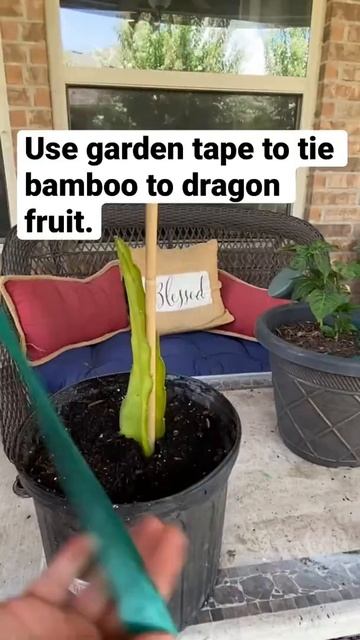 Dragon Fruit Cuttings (Made Easy) 🐉 #dragonfruit #dragonfruitcutting #gardening
