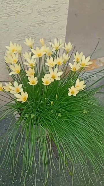 RARE RAIN LILY Or Yellow Primrose Rain Lily -Zephyranthes Primulina #flowers #garden #nature