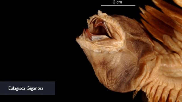 Most Horrifying And Nightmarish Worms On The Planet!