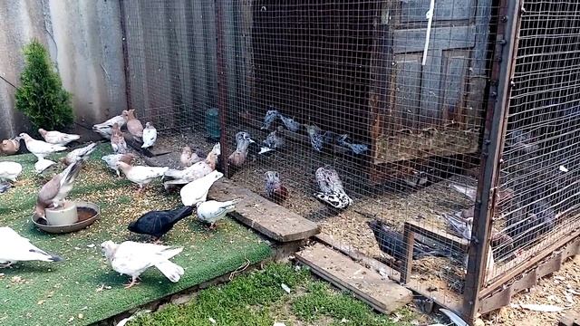 Голуби бакинские мраморные Тамбов(молодежь)