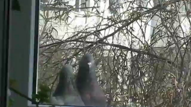 Голубиный поцелуй)