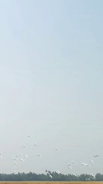 Birds Fly Sky Love So Start Your New Life 💕🐥🐦🦜🕊️#viral #shorts