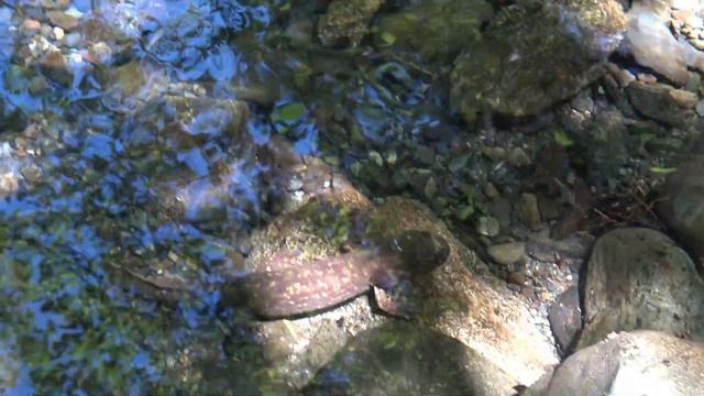 Coastal Giant Salamander