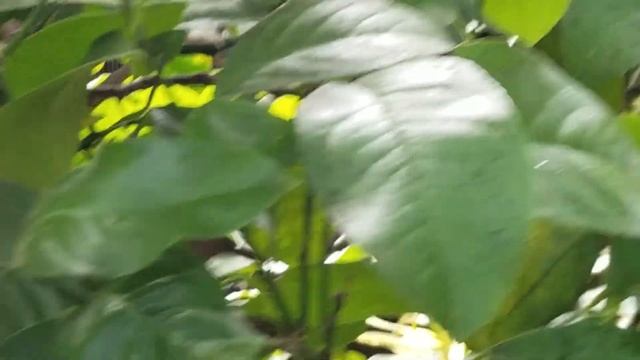 CITRUS ICHANGENSIS - IGHANG LEMON - CHINA RUTACEAE