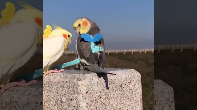 Koi To Nahin Hai Happy New Year 2022