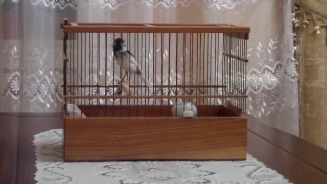 Канарейка 1 (Jama_TJ) 2011.1.avi