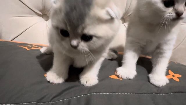 Братик и сестренка, шотландская шиншилла.