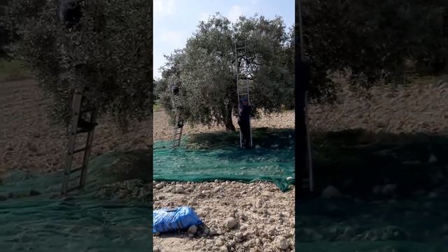 Собираем оливки! 9 ноября 2019