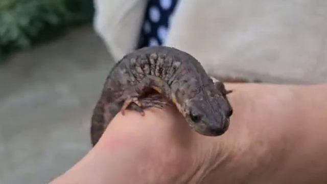 В Геленджике возле частного дома нашли тритона