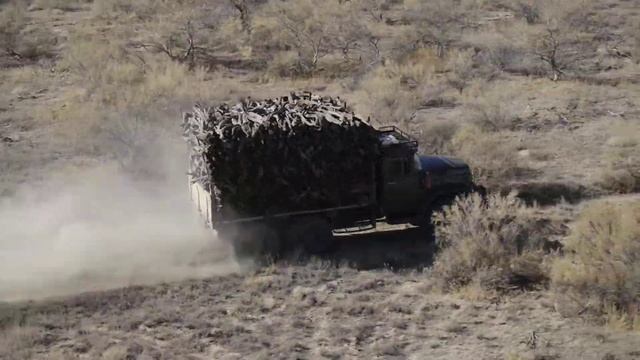 Незаконная рубка саксаула