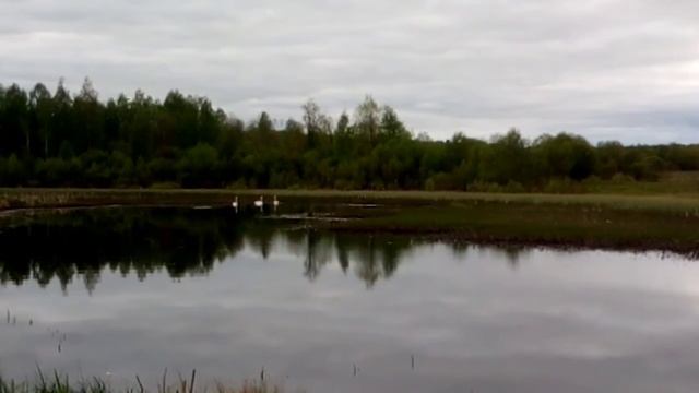 Лебеди на пруду нежилой деревни Чернушка (Петровские)