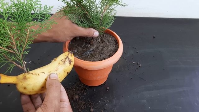 How To Grow Cypress/Jhau/Thuja From Cutting At Home With 100% Sure Success