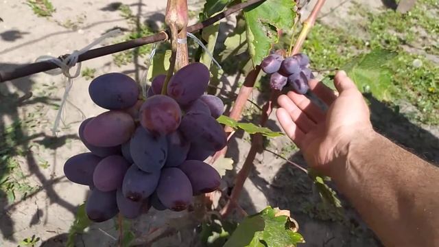 Виноград Алвіка