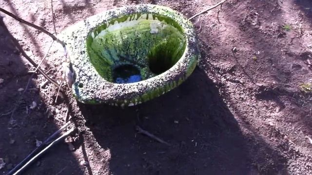 Marsh Troll's Toilet In The Forest  | Сортир болотных троллей в лесу