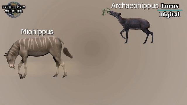 Como Ocorreu A Evolução Dos Equinos? (Origem E Evolução Equidae)