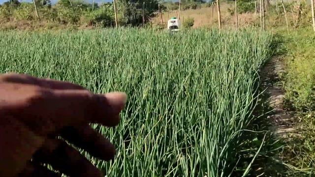 Pagspray SA 62,64 Days N Sibuyas, Update SA Laman,at Kabages Bakit K Nalulungkot Be Happy 😁😀