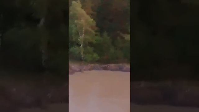 Катунь разлилась, паводок