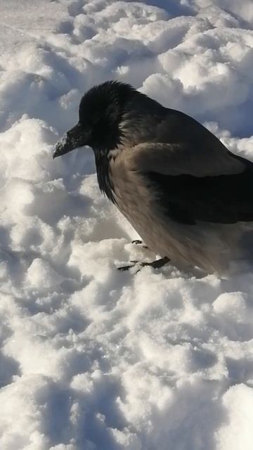 Ворона Толстячок ест снег / Hooded Crow Fatty Eats Snow