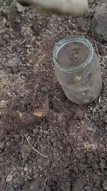 Где живёт медведка?Под землей роя систему тоннелей