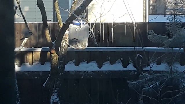 Снегири, снегири, от зари и до зари.