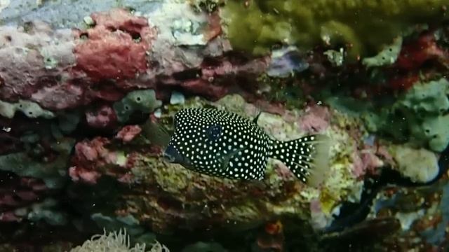 Amazing Liveaboard Andaman Sea, With Forra Diving, Thailand