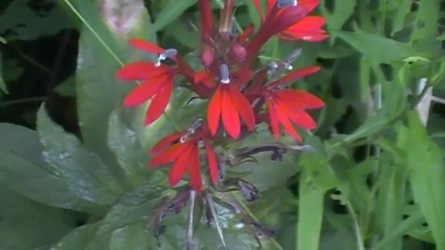 Cardinal Flower  (Lobelia Cardinalis)