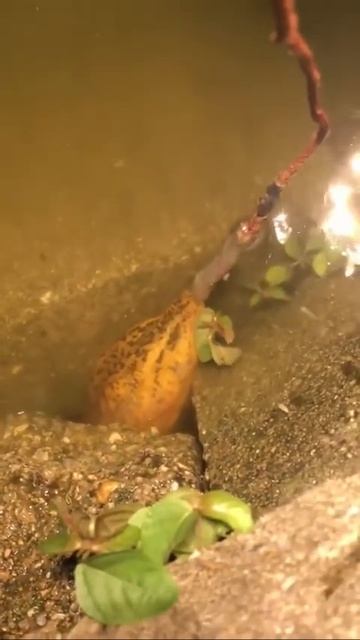 Easy Technique To Catch Eel From Hole Using Earthworm Bait 🐟🐟