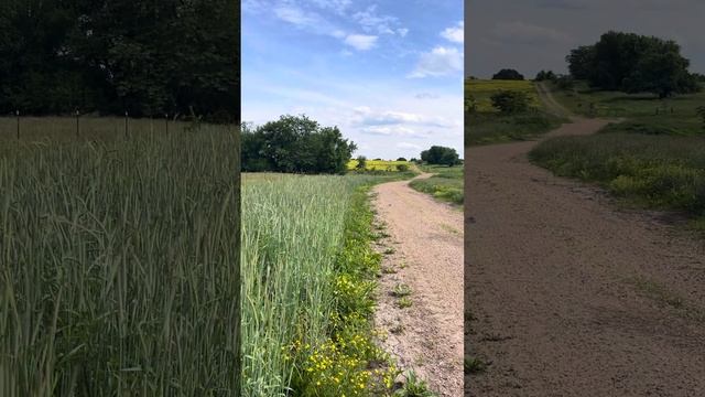 May 12…. Rye,wheat And Hairy Vetch That We Planted Last Fall In 2023