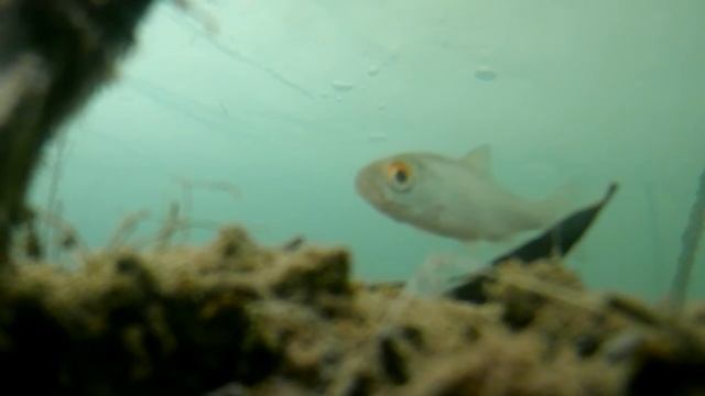 Чепца. Мартовская рыбалка. Рыбы не видели.