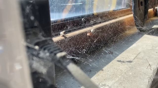 THE SPIDER AND THE BEE