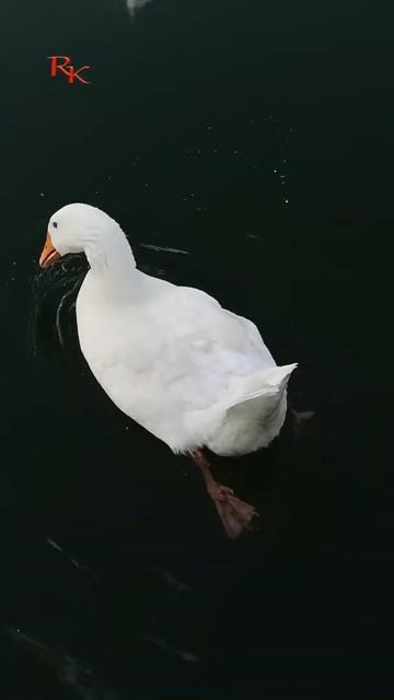 Гусь  Duck