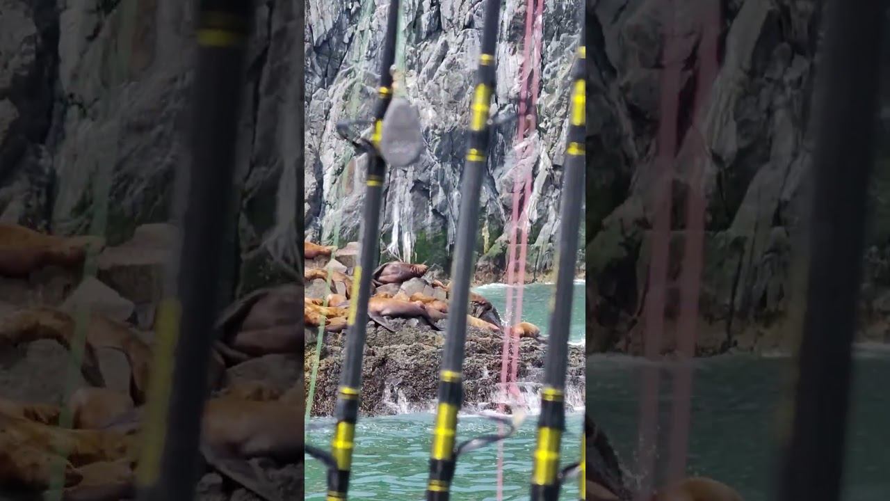 живой океанариум #dima_kruzheva #堪察加#дима_кружева