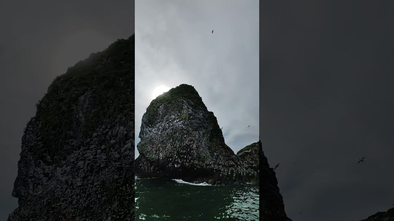 Ocean Symphony: Birds And Chicks On The Russian Islands #dima_kruzheva #камчатка #дима_кружева