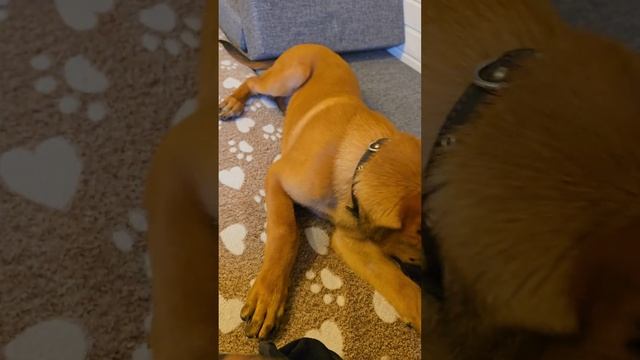 Как отучить собаку кусаться во время игры или в момент, когда вы её гладите. #malinois #малинуа