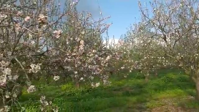 Миндальные сады. Кибуц Ифат