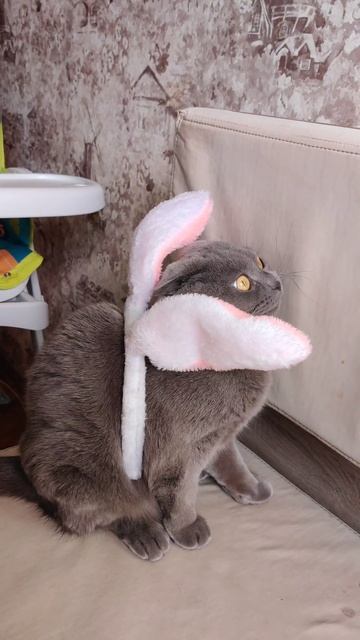 @кошка сломалась 😂, но её быстро починили)@ кошка Милли