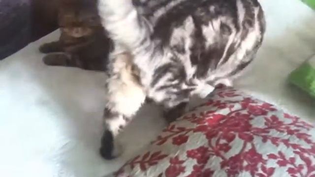 Коты и пылесос