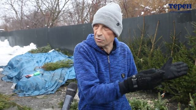 У продажу в Тернополі вже з’явилися живі ялинки: які ціни