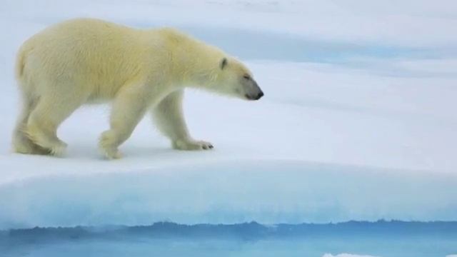 Loreena Mckennitt - Skellig      Fox )( Renard