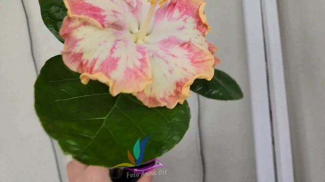 Bo Den Jumping Elf #Annaost #Аннаост #гибискуссортовой #Гибискус #hibiscus #GeraGibis #герагибис