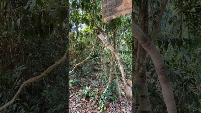 Abelha Borá De Canudo (tetragona Truncuta)