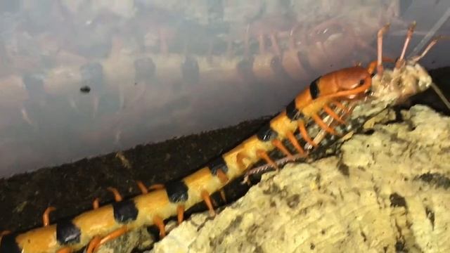 Scolopendra Hardwickei Feeding.