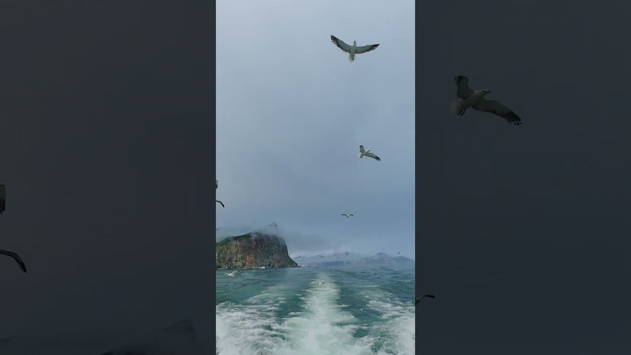 красивый вид с чайками #dima_kruzheva #堪察加 #океан  #дима_кружева