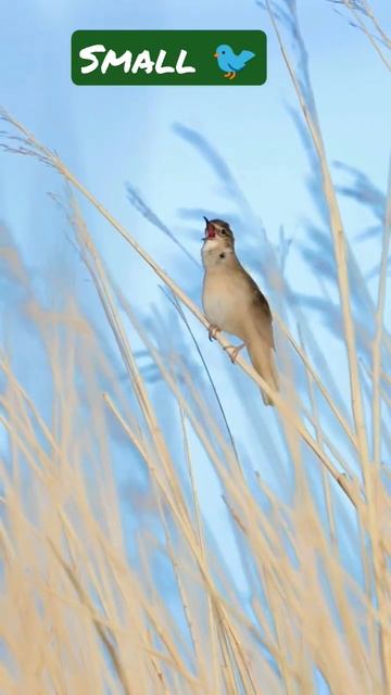 🐦☘️ Small Birds Voice #like #share#❤️