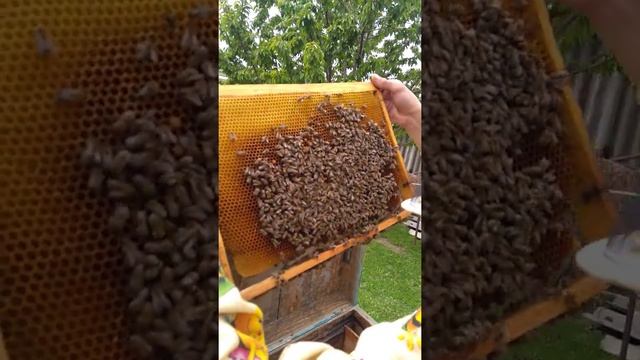 Пчелопакеты карпатка.