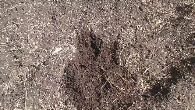 How To Plant Spring Garlic For Success